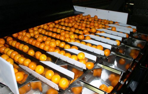 NEWTEC XL Weigher oranges